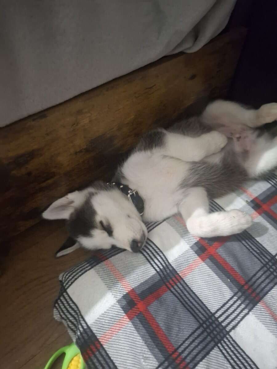 Looking for a short hair light blue eyed husky pup image 1