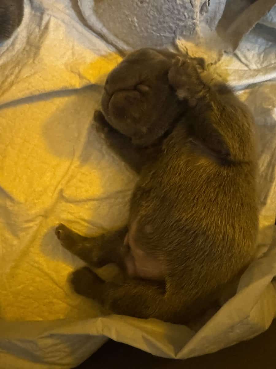 Fluffy french bulldog image 5