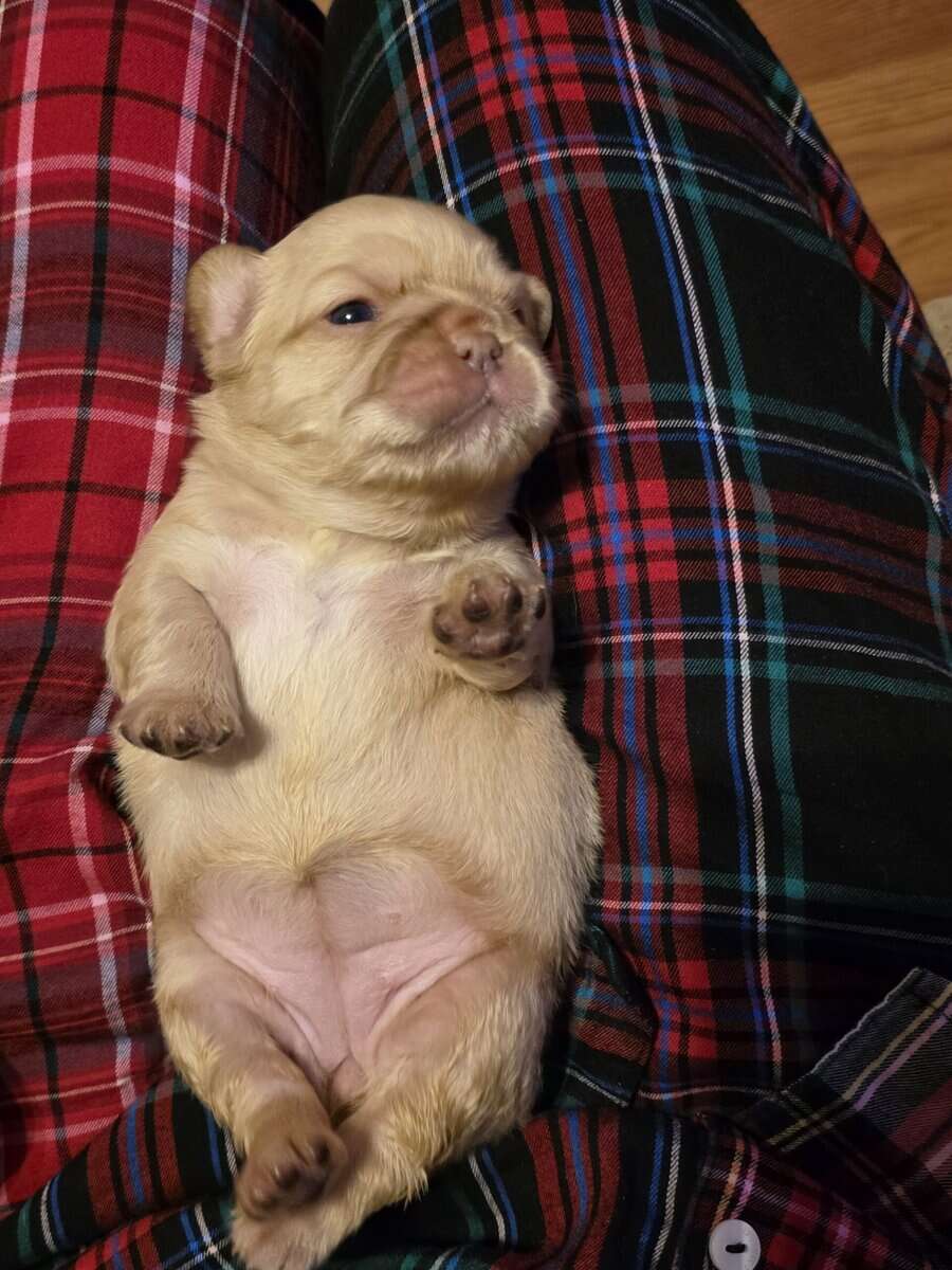 Full Fluffy French bull dog image 12