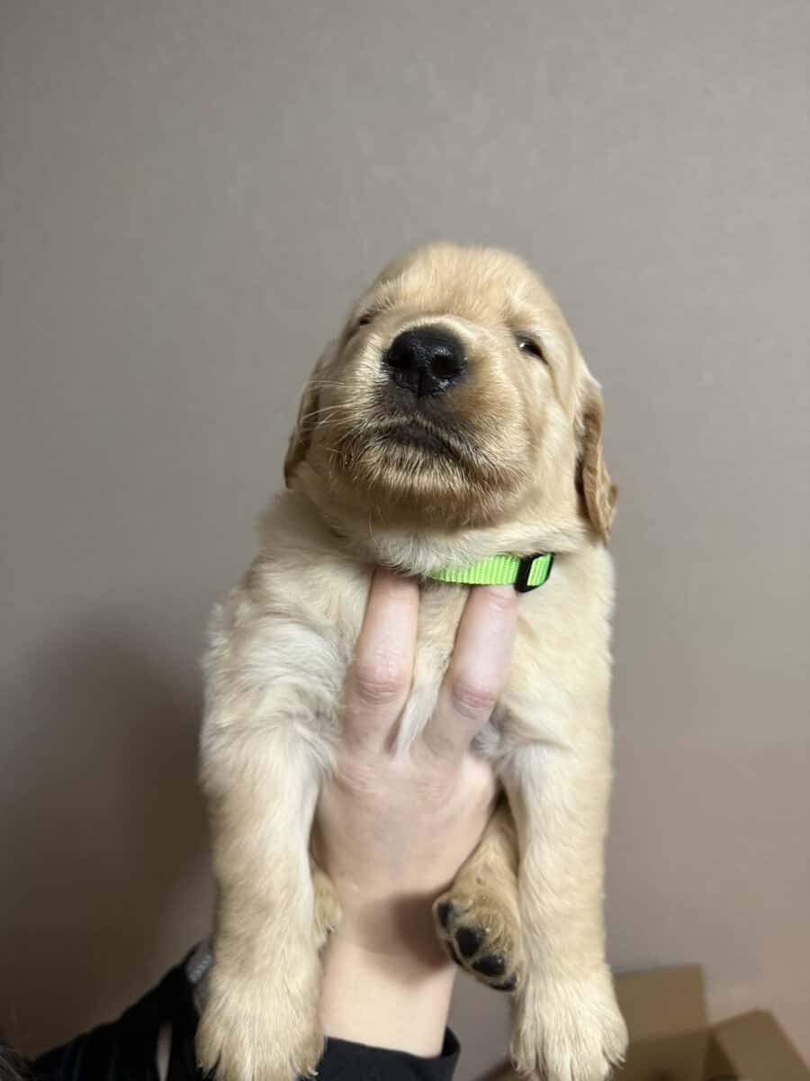 Pure breed Golden Retrievers image 4