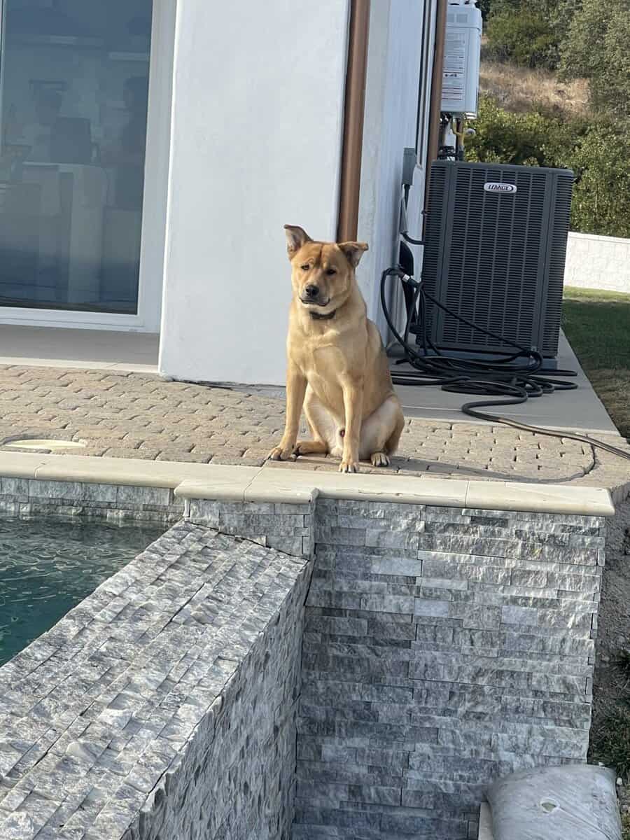 Beautiful Dog looking for forever home image 2