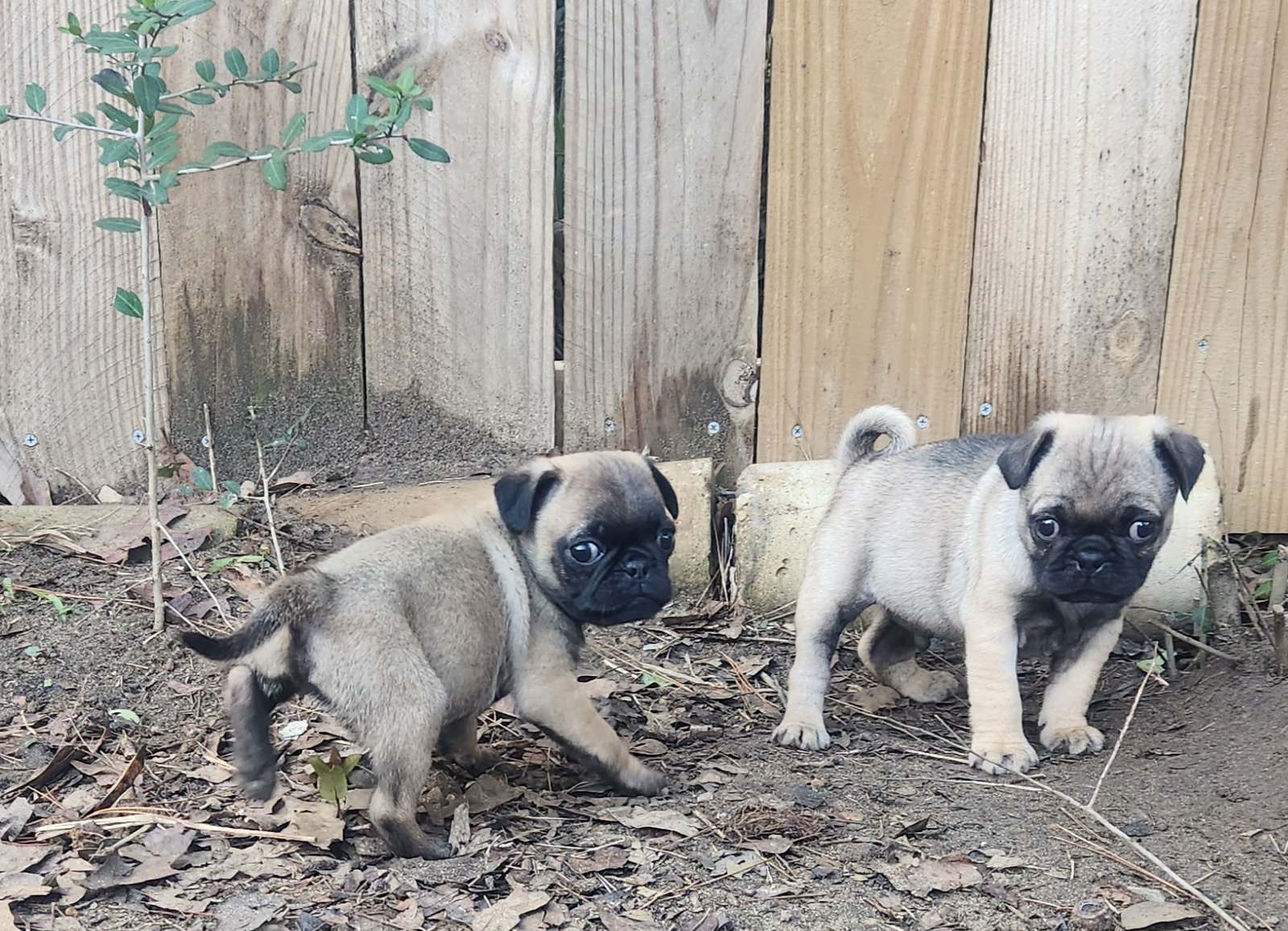 Pug puppy image 2