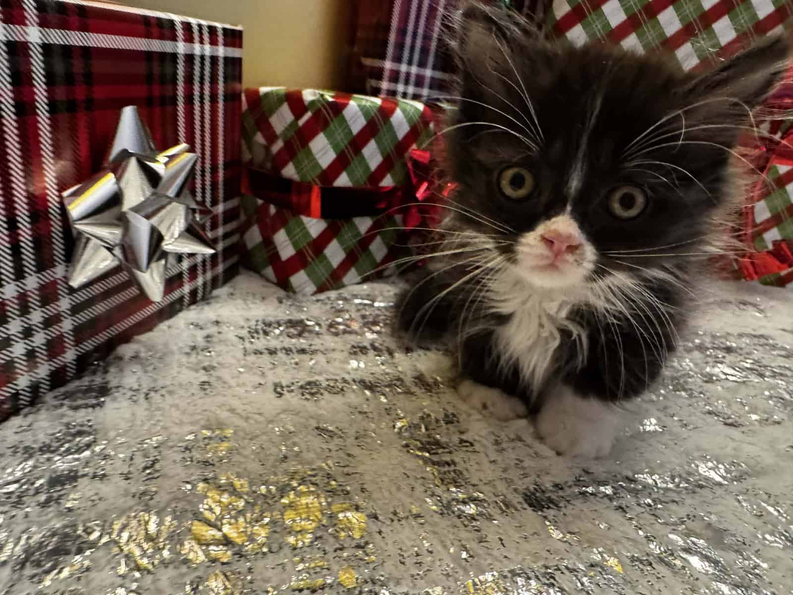 Tuxedo male standard Munchkin image 13