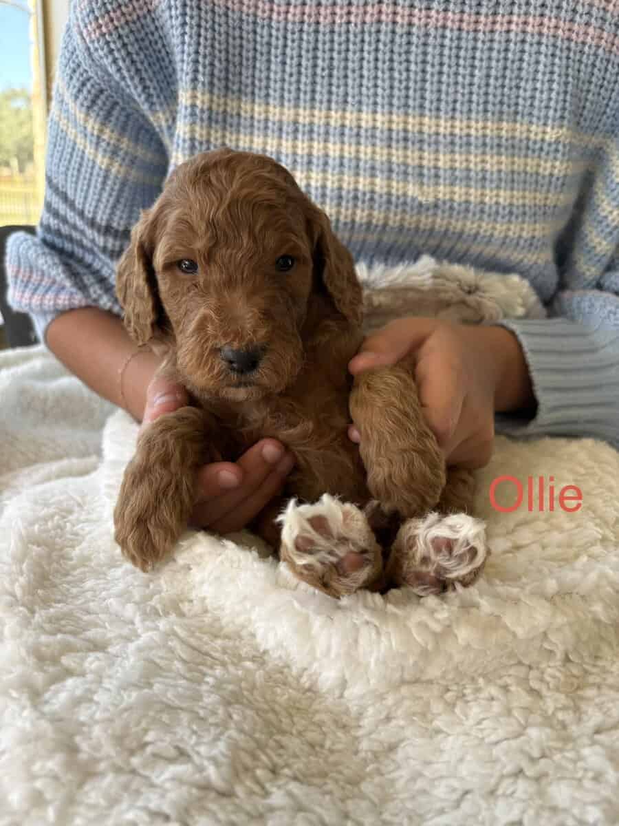 GORGEOUS GOLDENDOODLE PUPPIES! image 1