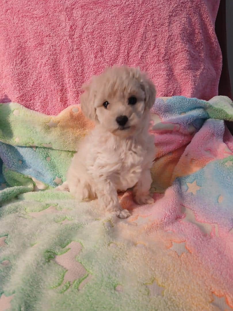 Toy Poodle image 1