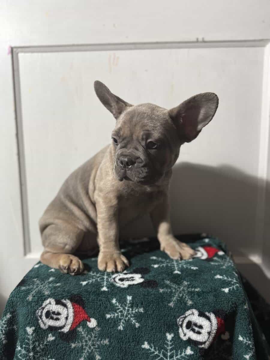 Campbell’s Fabulous Frenchies image 18