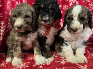 Bernedoodles – F1-B