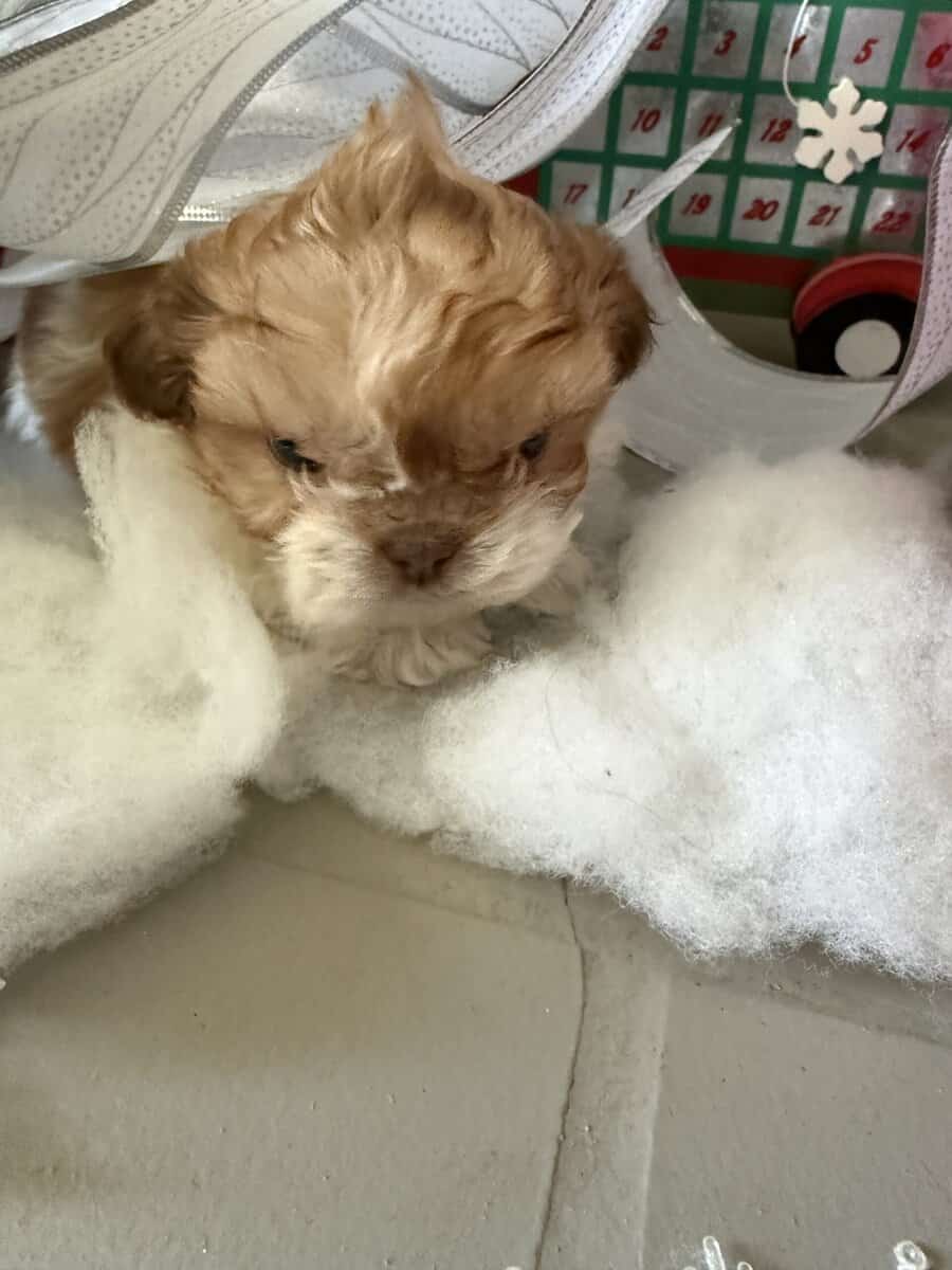 Shih Tzu pups image 8