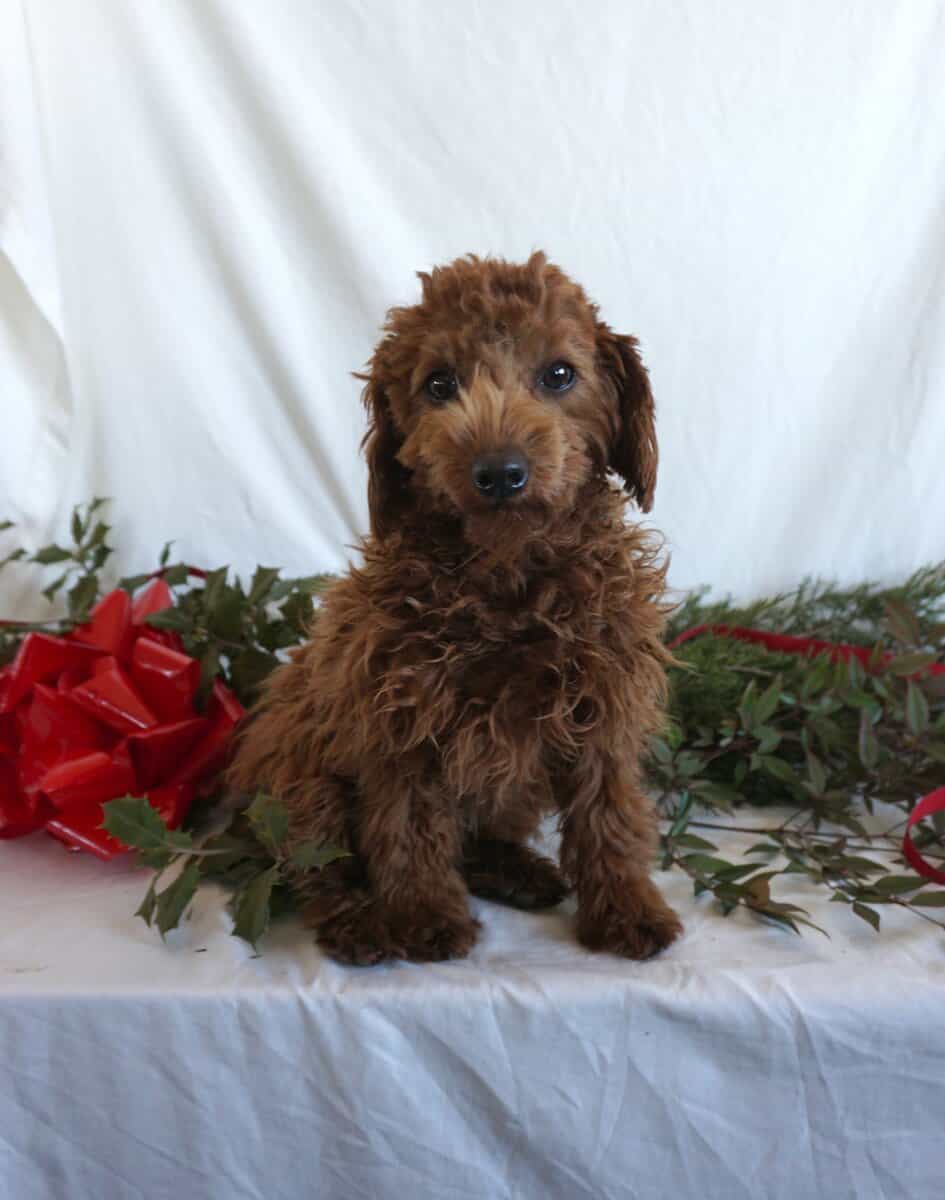Bertha- F1B Mini Goldendoodle image 4