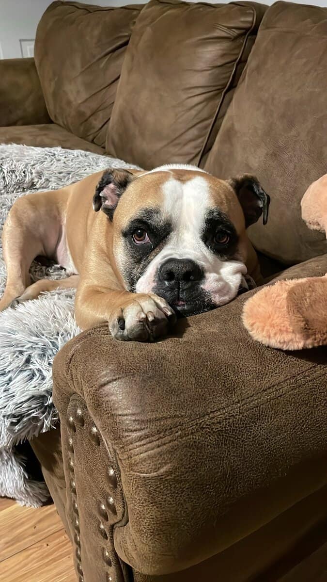 Bruno, American Bulldog image 4