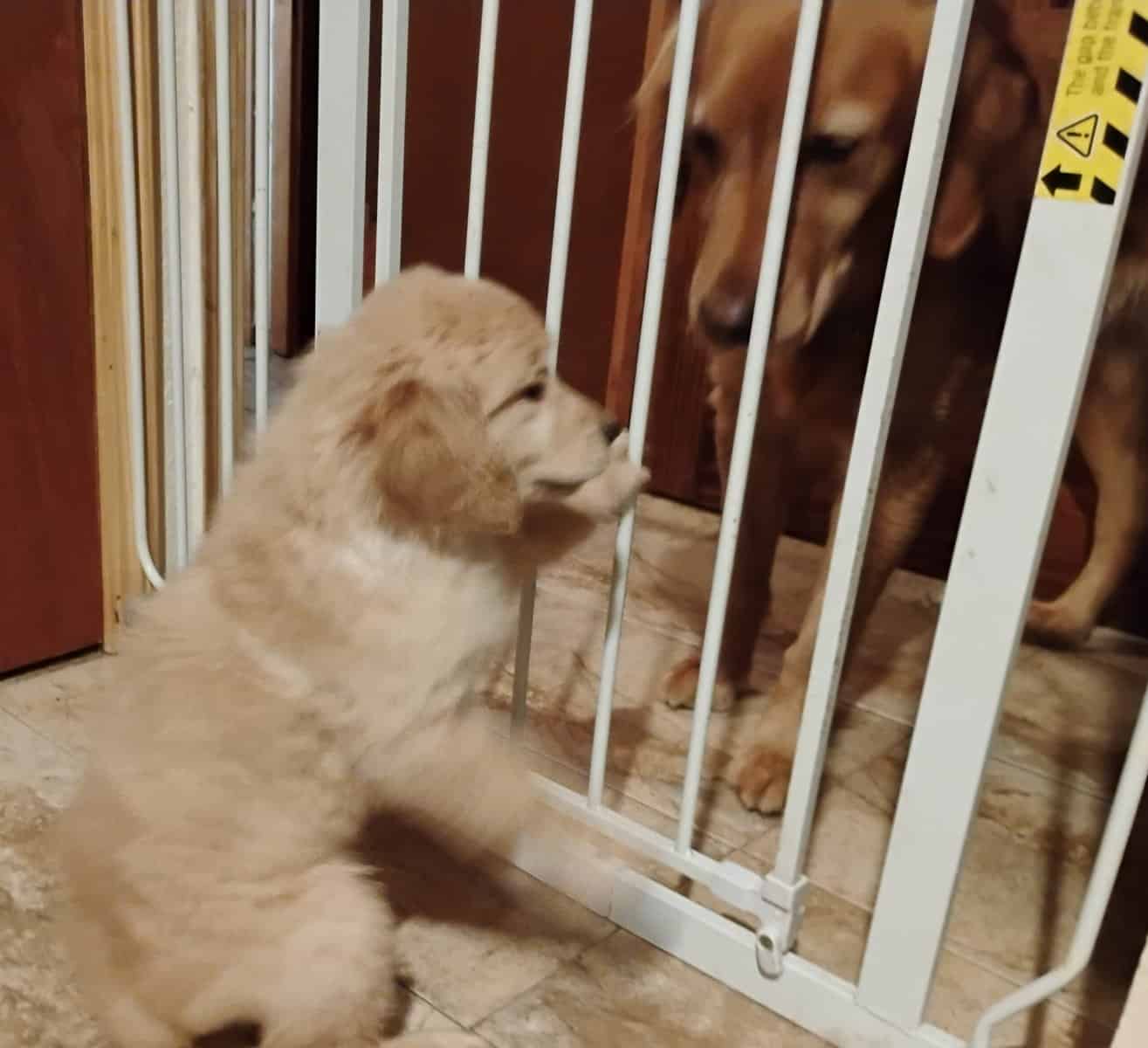 Golden Retriever puppies image 3