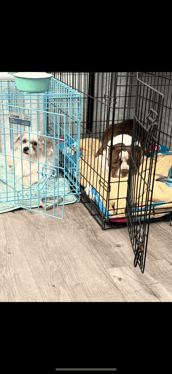 Loving female mix dogs image 2