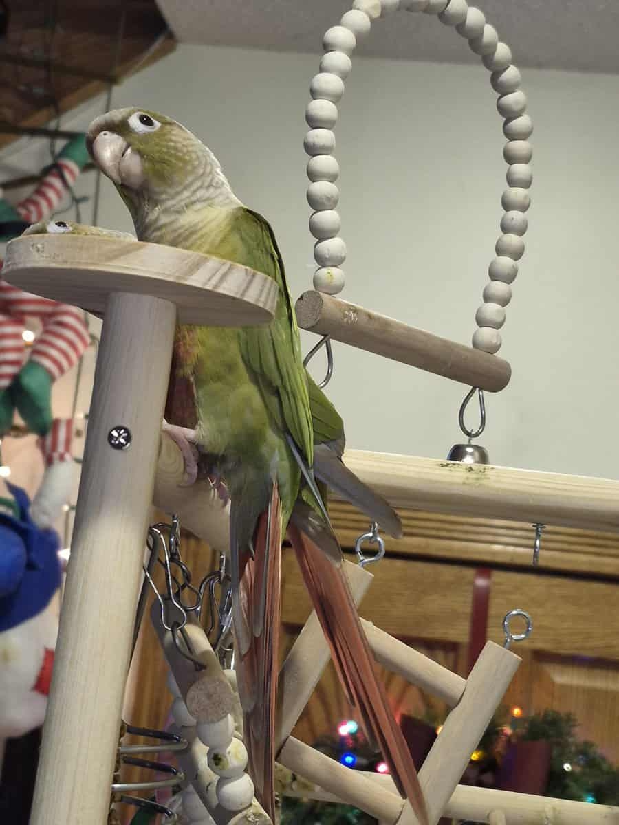 2 bonded female Pineapple Conures image 8