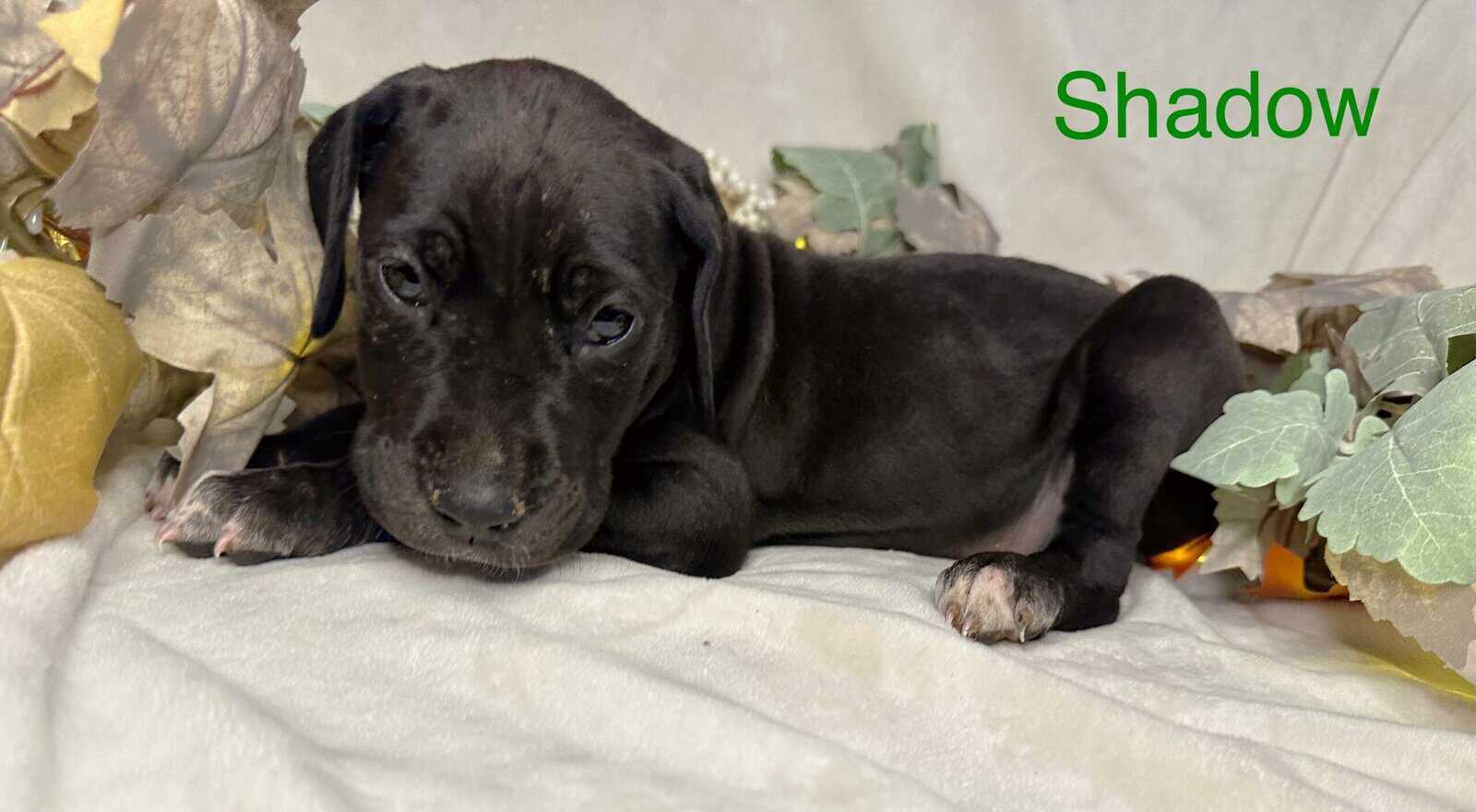 Shadow AKC Great Dane image 3