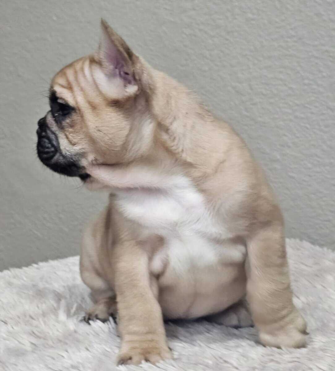 Fluffy frenchie puppies image 7