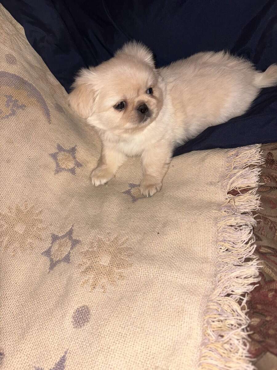 Pekingese puppies image 3