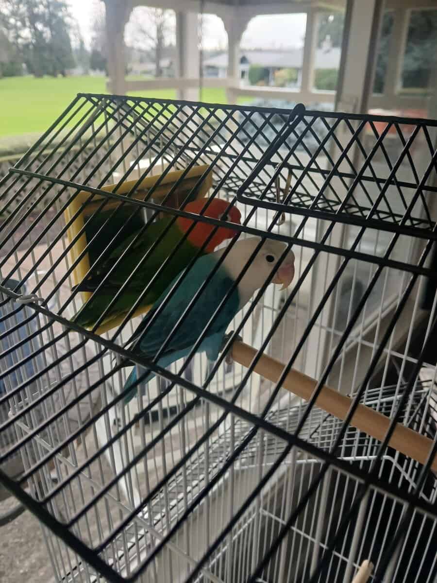 Male and female Lovebirds for sale image 2