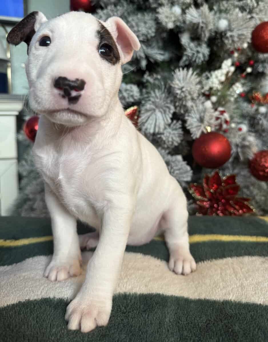 AKC Bull Terrier Puppies image 3