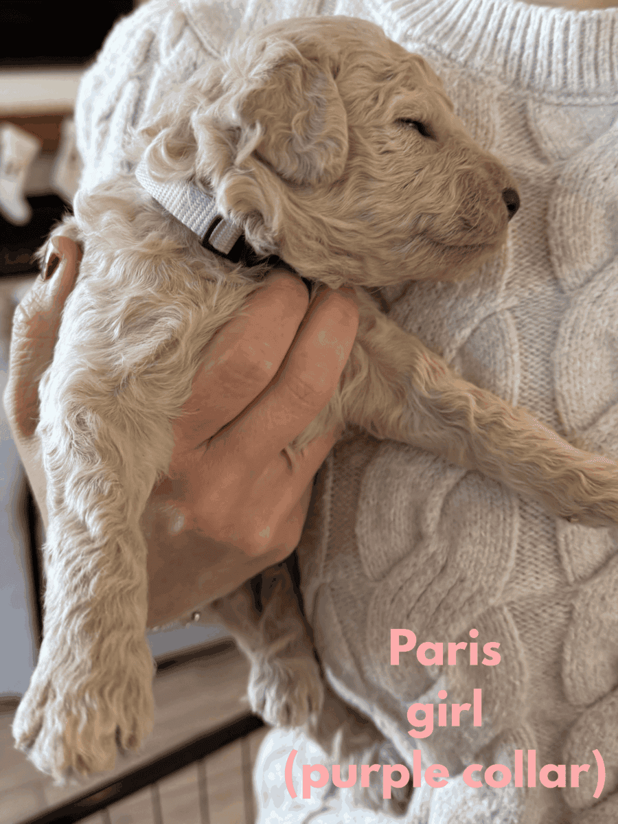 Medium Doubledoodle Goldendoodle Labradoodle Pups image 5