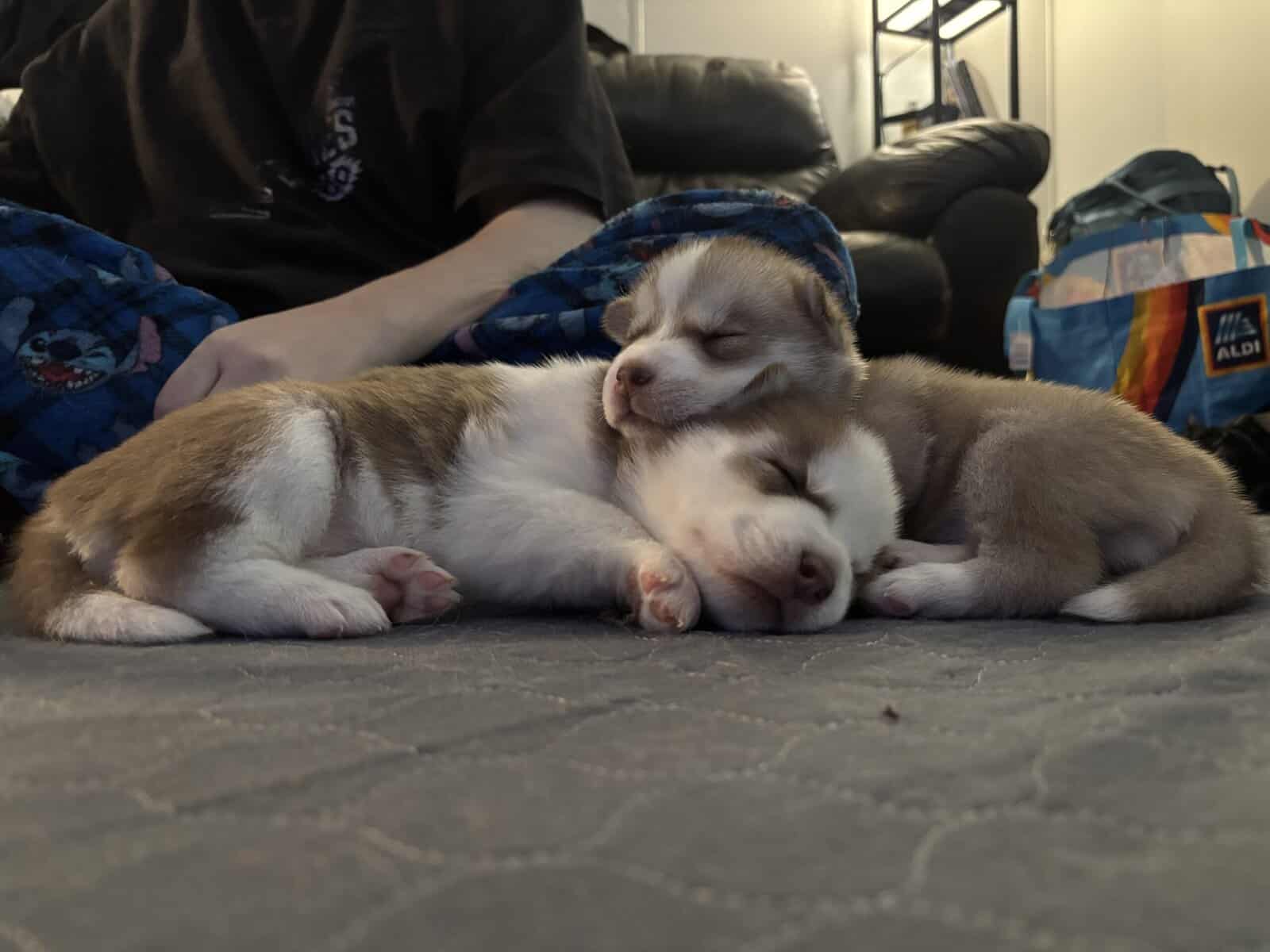 Alusky Puppies image 4