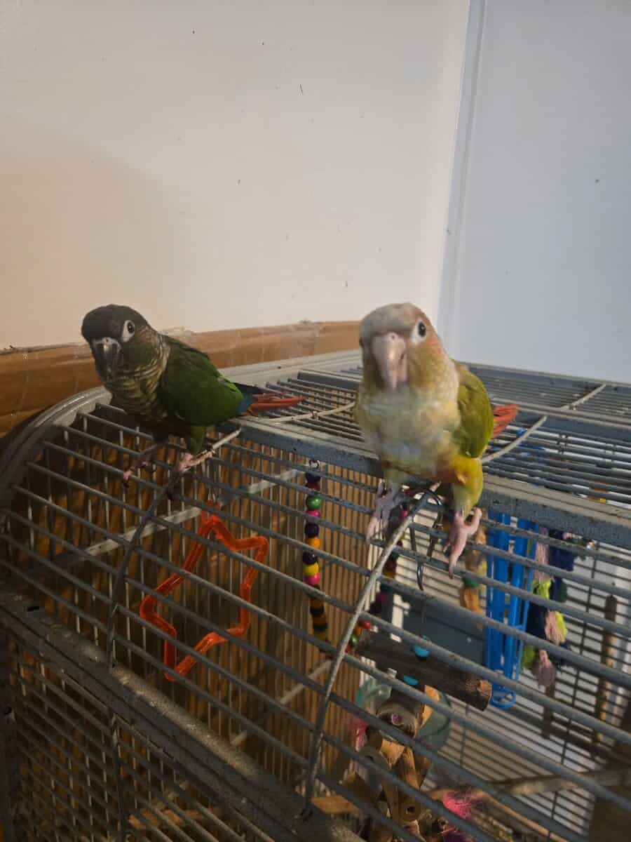 2 Pineapple & Green Cheek Conures for Sale image 3