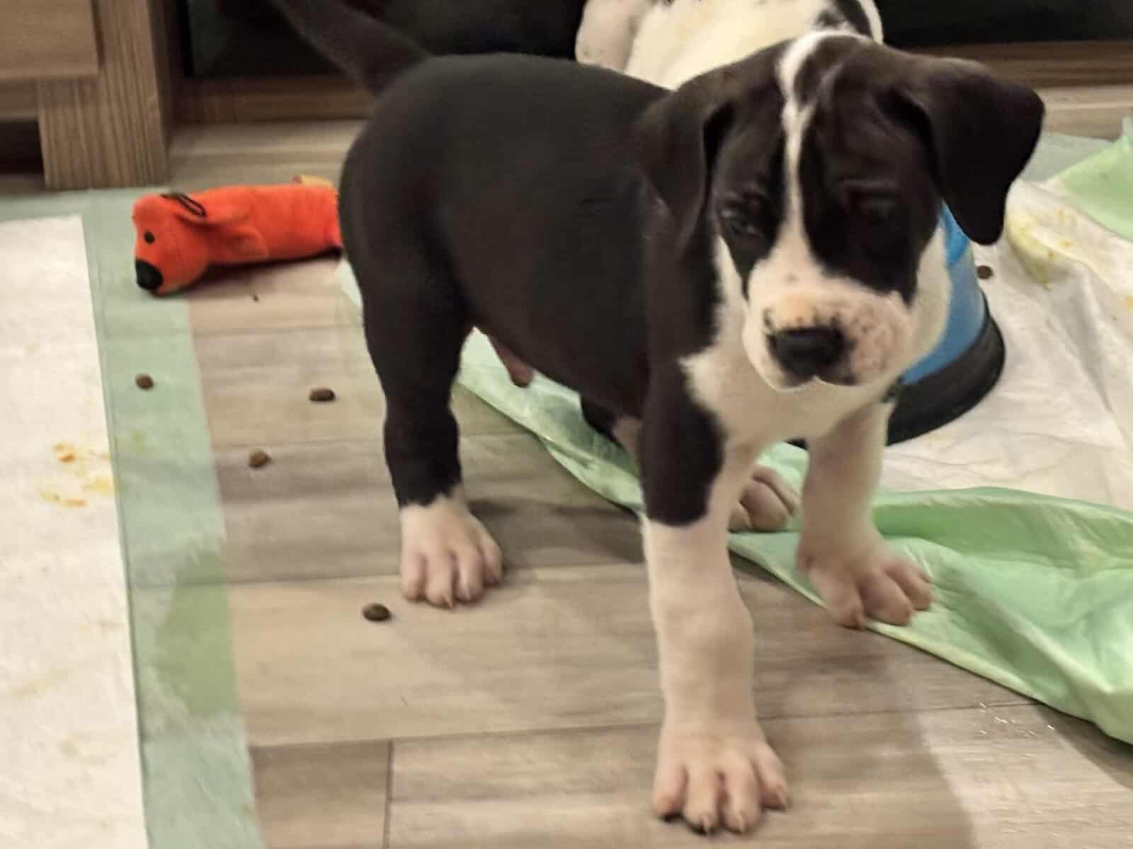 Great Dane puppies image 16