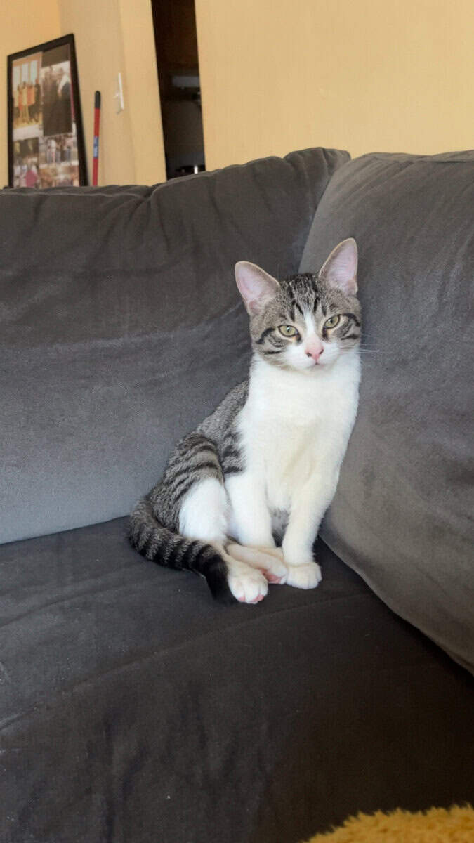Selling 4 month old cat image 2