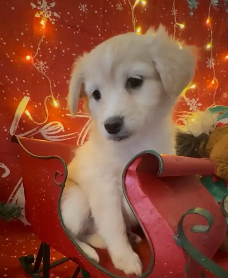 Miniature Golden Retriever Puppy image 1