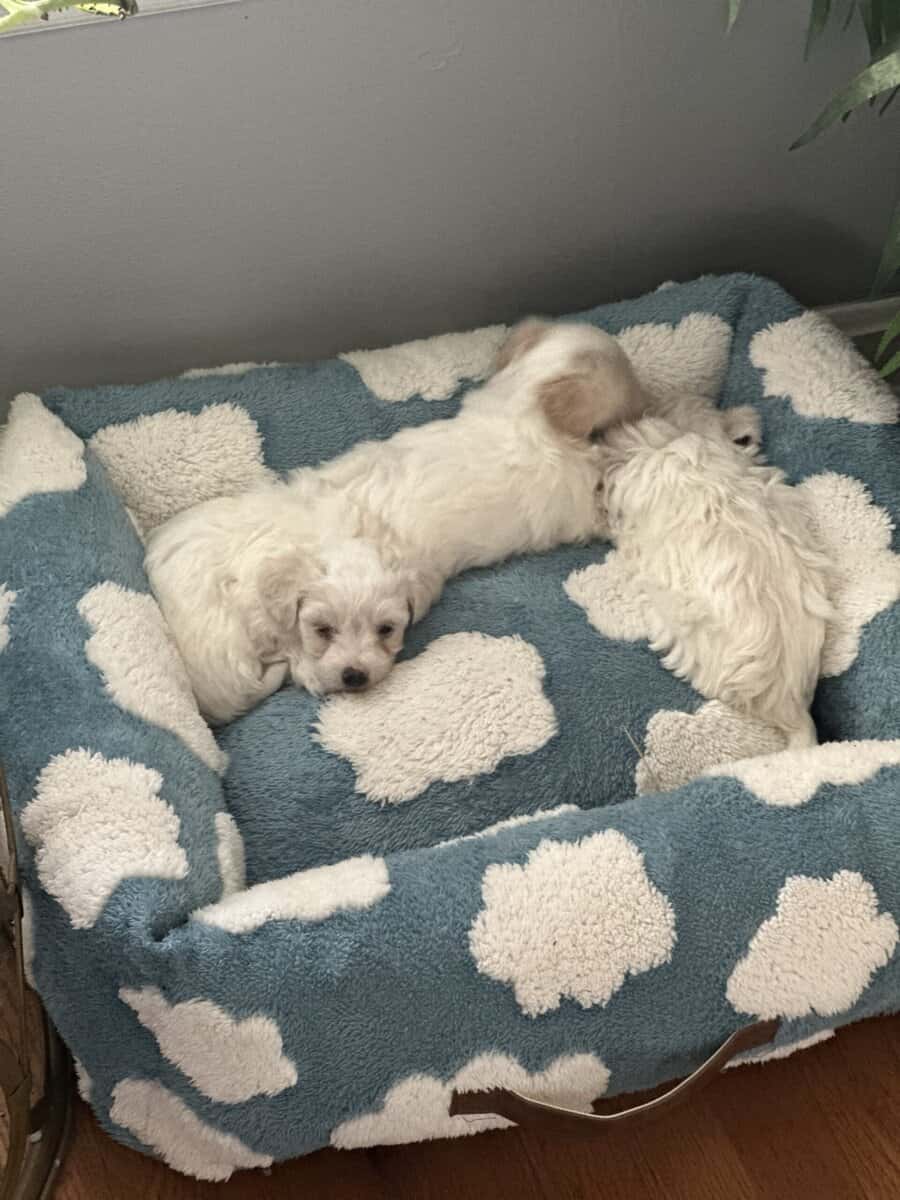 Beautiful New Havachon Puppies image 3