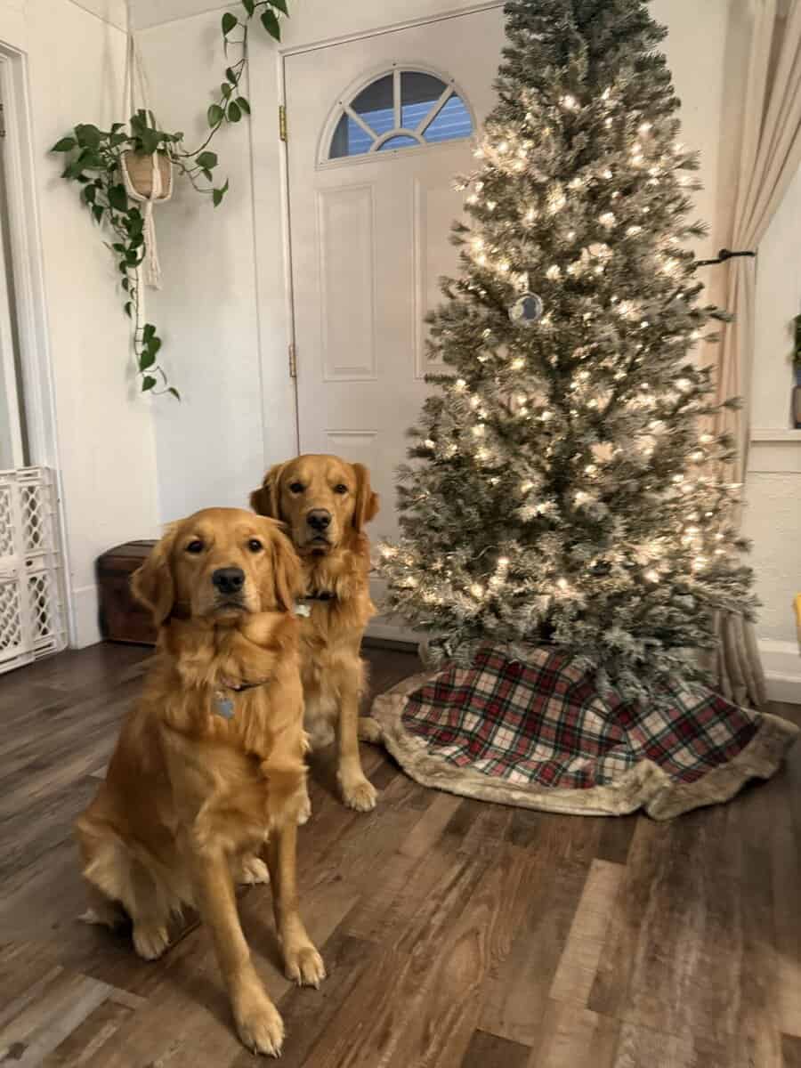 Golden Retriever Puppies image 10