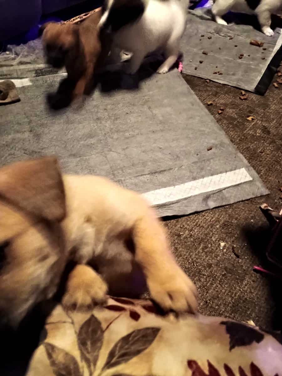 chiwennie puppies ready for thier new homes image 2
