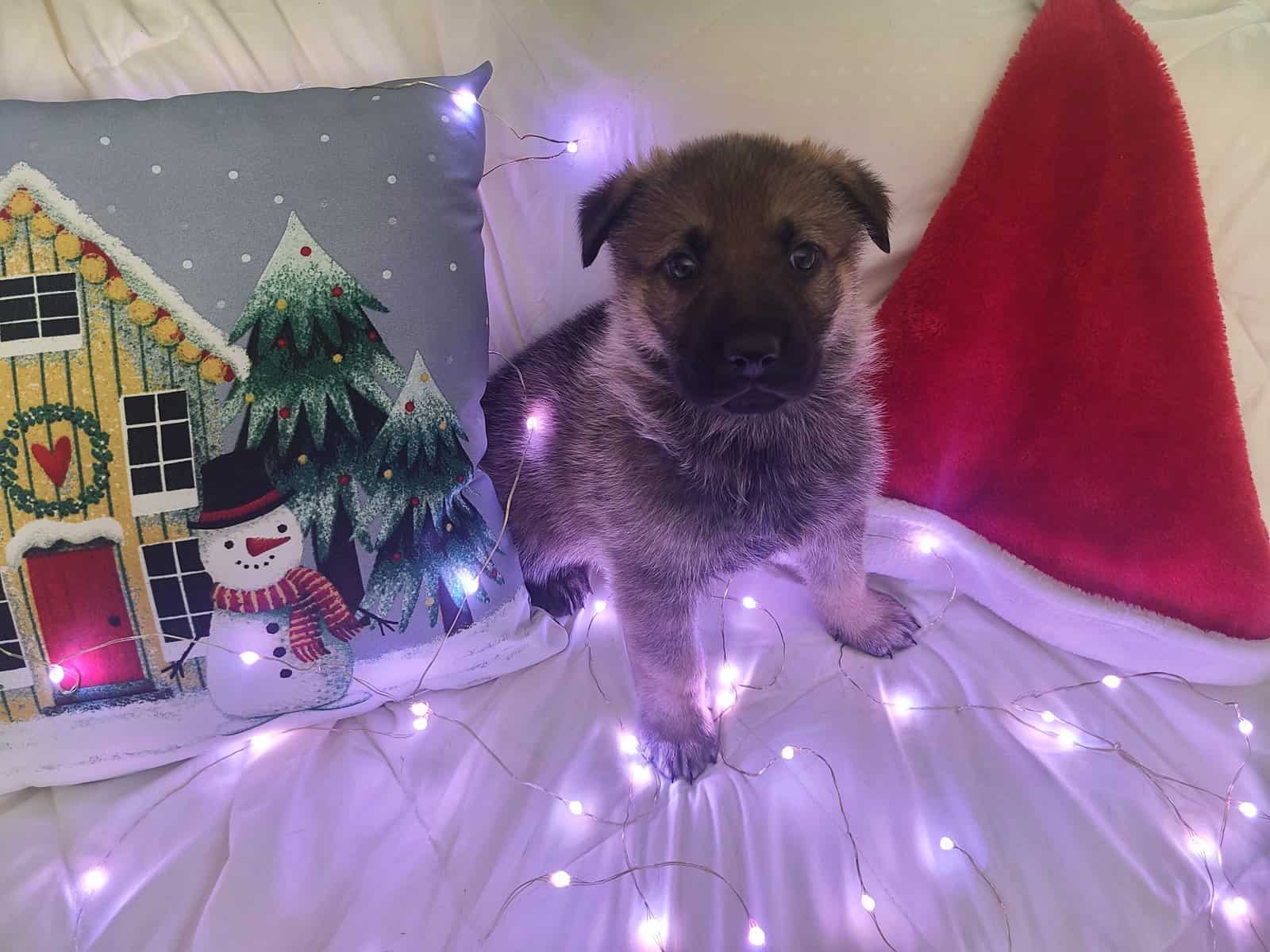 Wolf / German Shepherd Puppies - Teddy Bear image 3