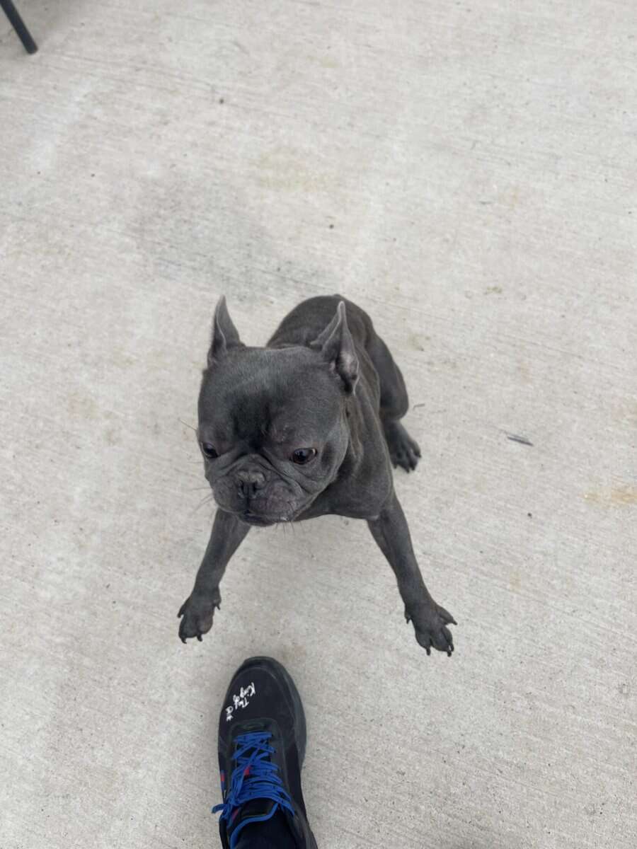 Frenchie Dog For sale image 3