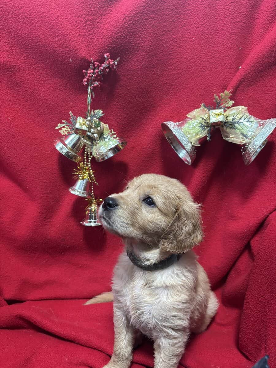 Golden Retriever puppies for sale before Christmas image 3