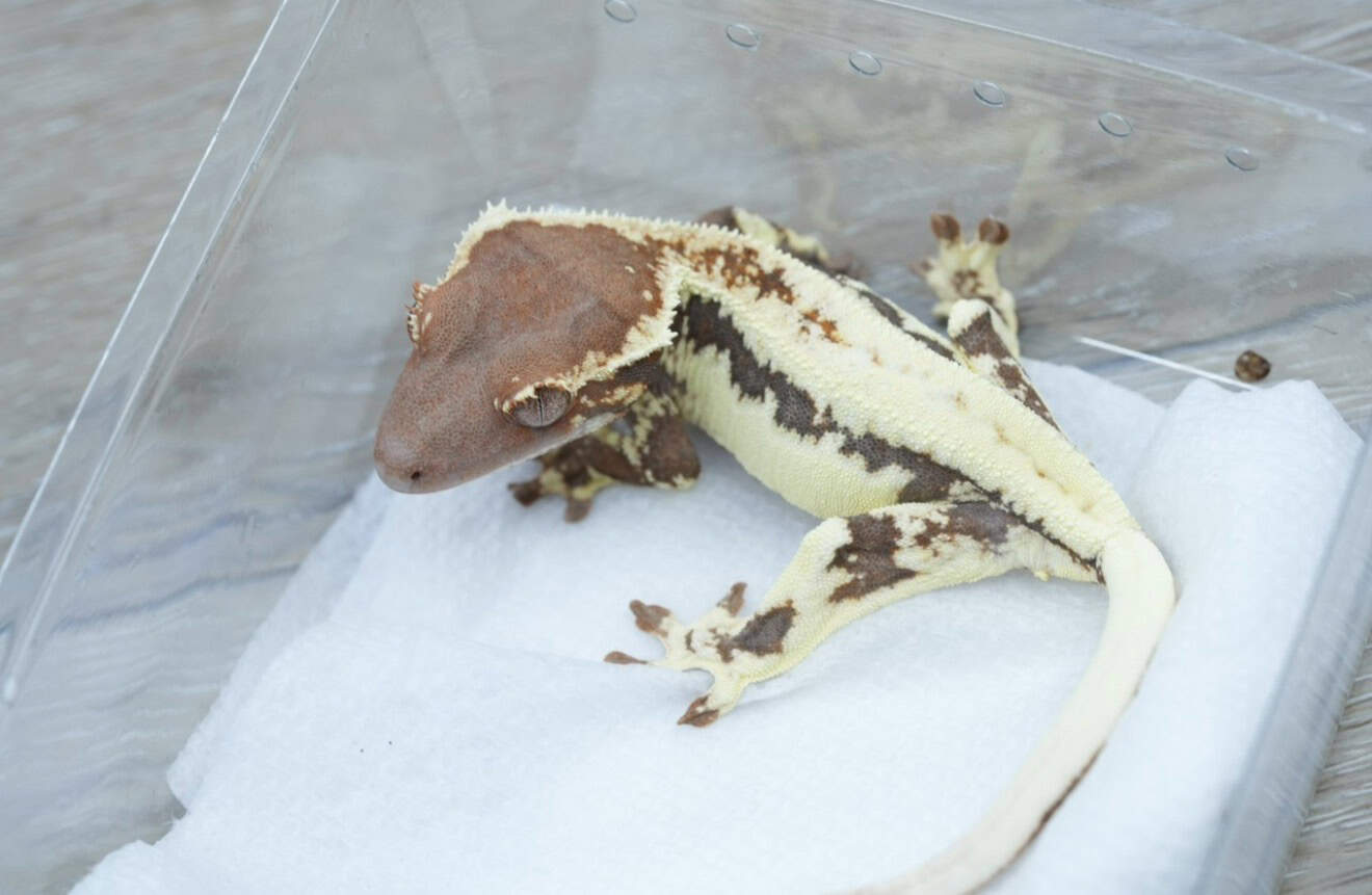 Crested Gecko Frap Female image 1