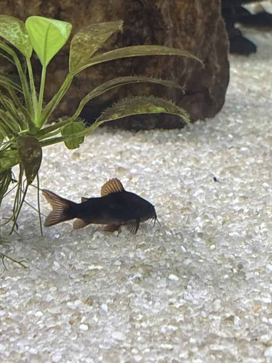 Black Venezuelan Cory’s image 1