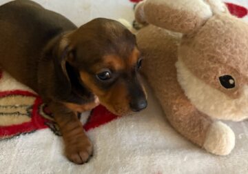 CKC Reg. Red Sabble Short Haired Dachshund ALLY