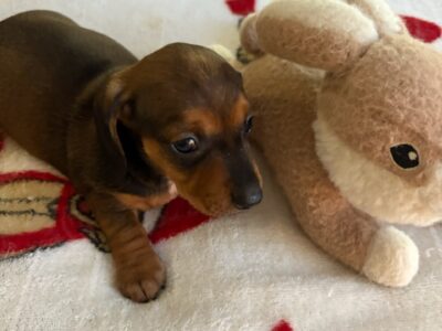 CKC Reg. Red Sabble Short Haired Dachshund ALLY