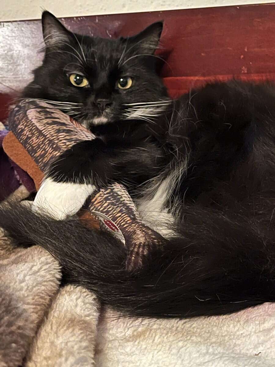 Sweet, Lazy Female Cat Needs a Home image 3