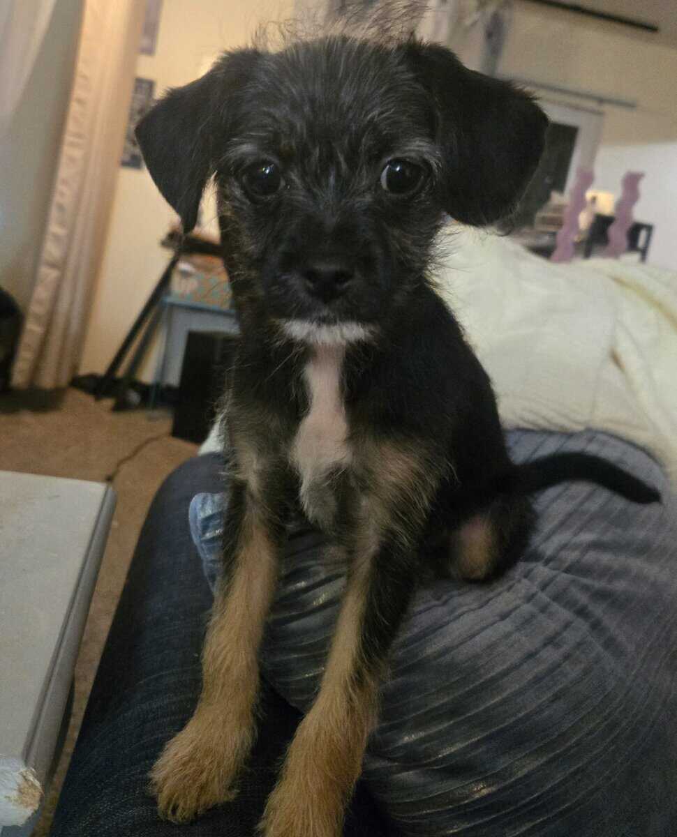 Chiweenie/Maltese Puppy - female image 2