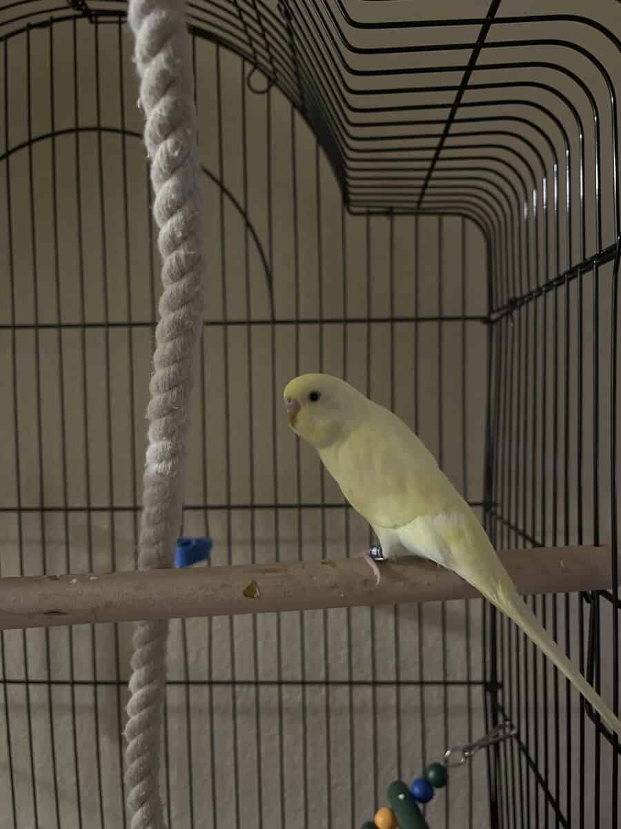Parakeets For Sale 30 a Piece image 1