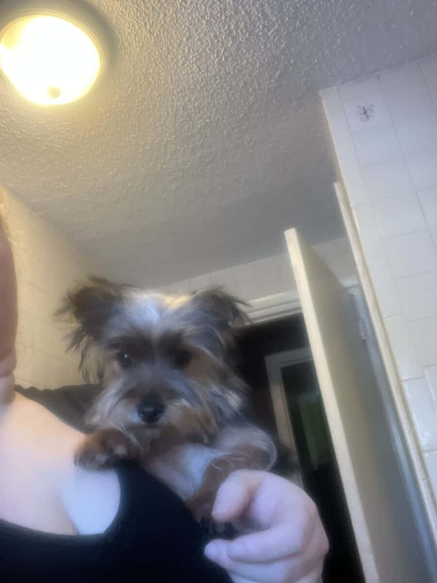Purebred Yorkie puppies image 3