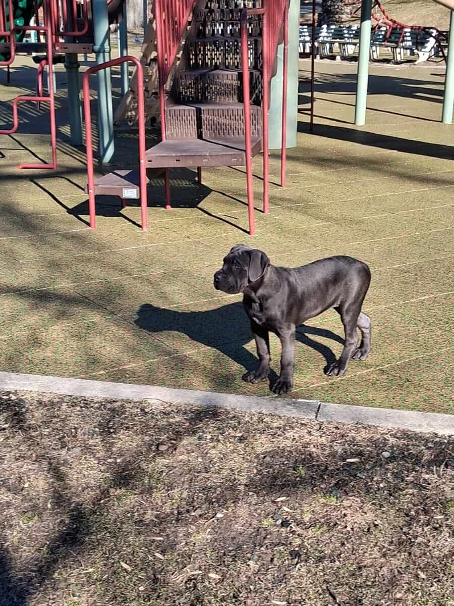 Beautiful Female Cane Corso Puppy image 6