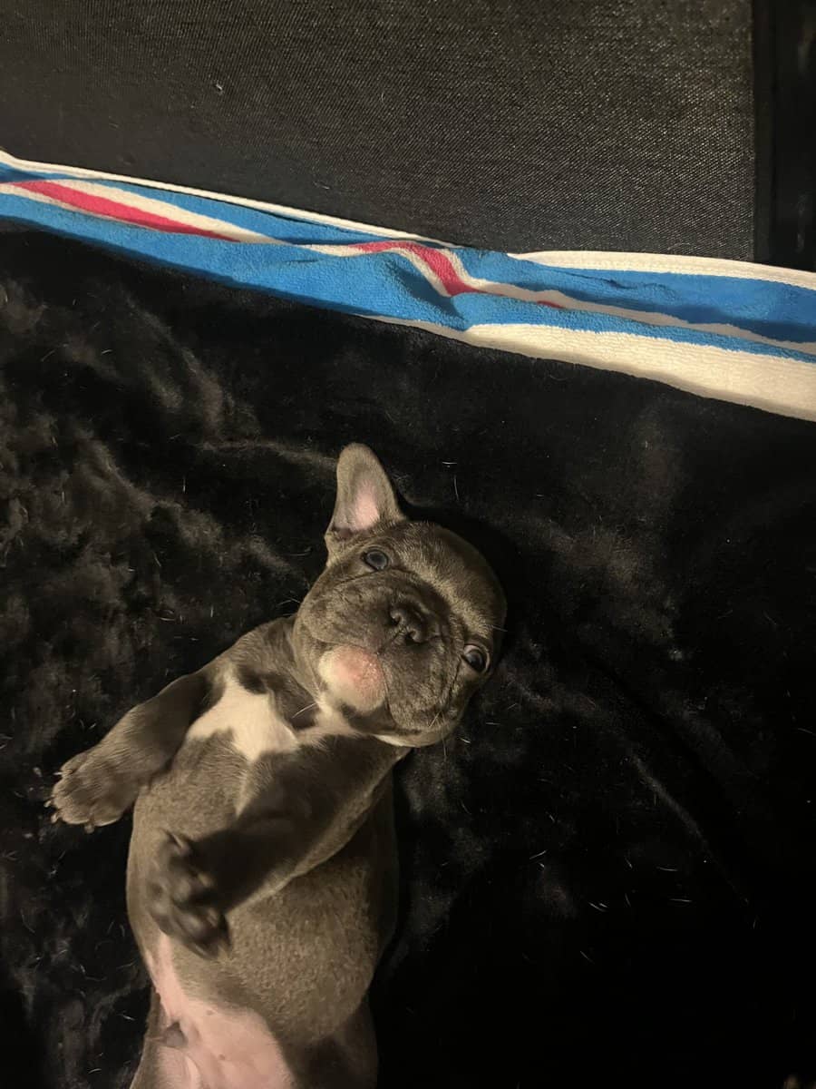 Frenchie image 9