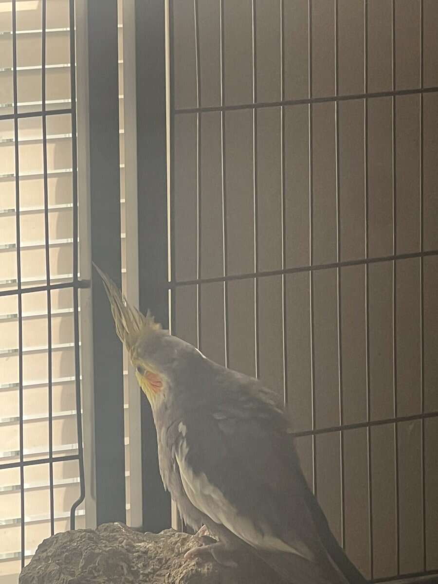 cockatiel image 1