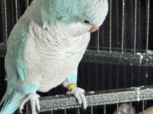 Beautiful 5 year old blue Quaker. Male, friendly.