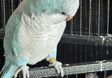 Beautiful 5 year old blue Quaker. Male, friendly.