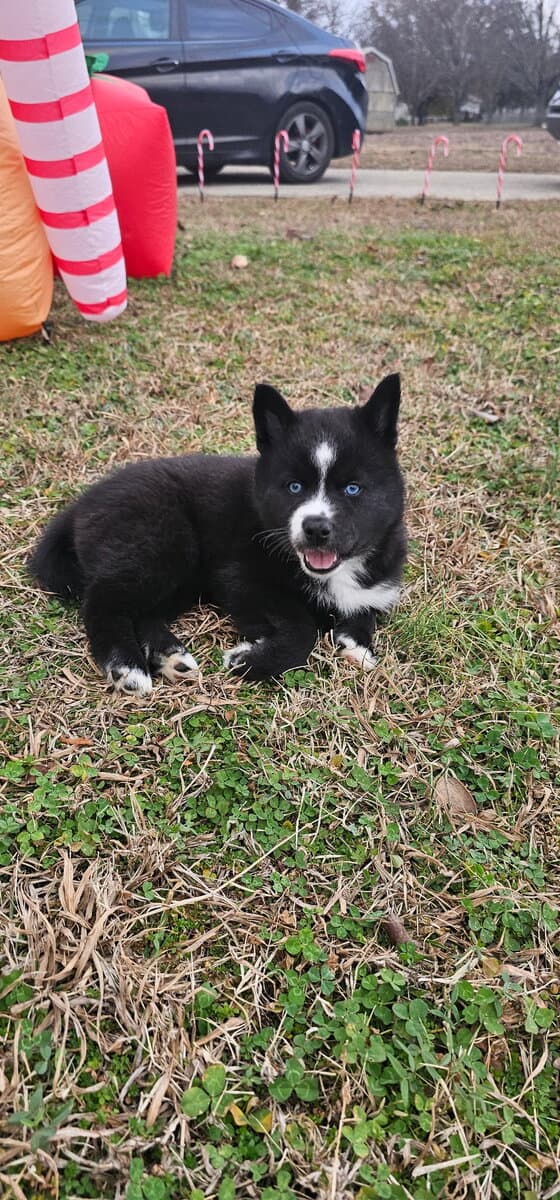 Aveline the Pomsky image 1