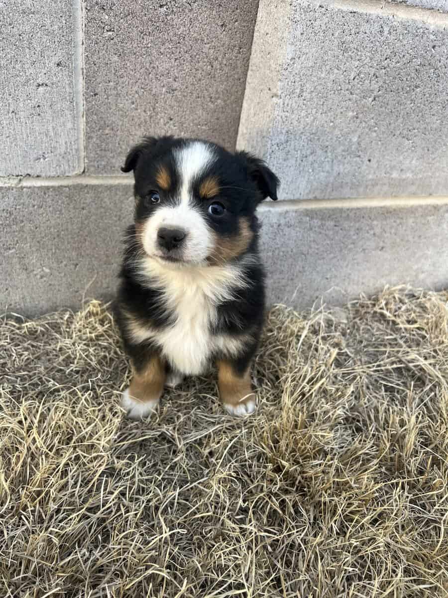 Miniature Australian shepherds image 1