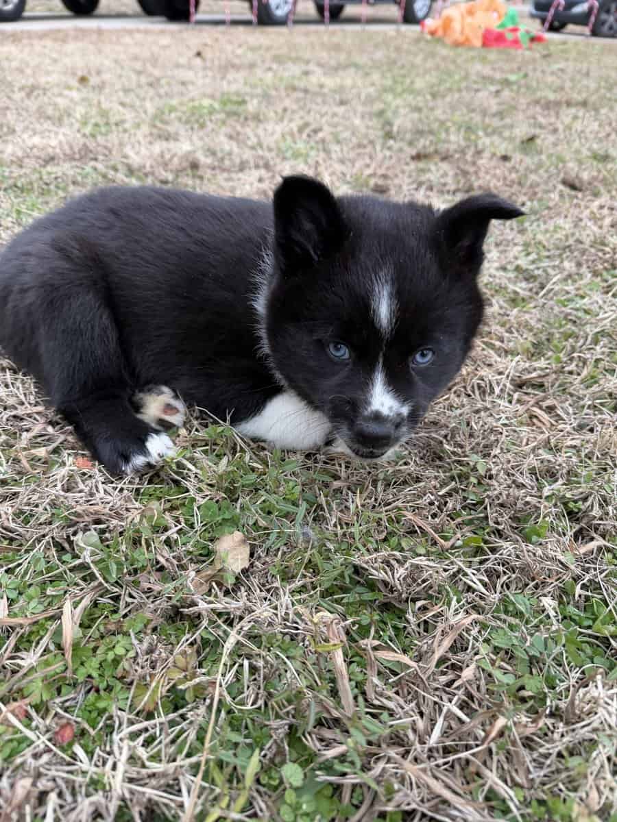 Aurora the Pomsky image 2